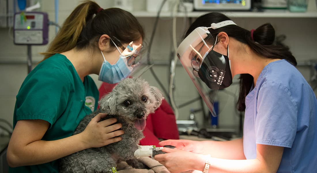 Pre-Veterinary Science/Graduate School